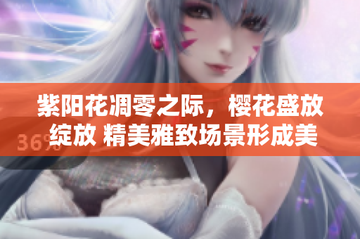紫陽花凋零之際，櫻花盛放 綻放 精美雅致場景形成美妙畫卷